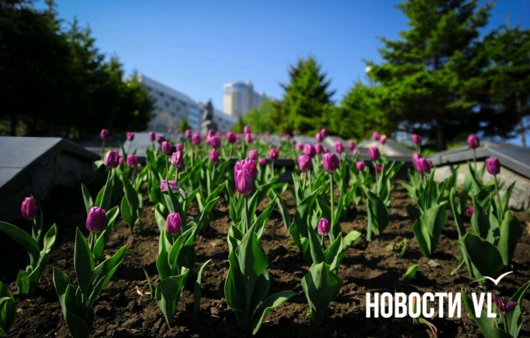 46 тысяч тюльпанов планируют высадить этой осенью во Владивостоке