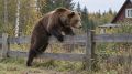 Около 40% сообщений о выходе медведей к населённым пунктам Приморья оказываются ложными