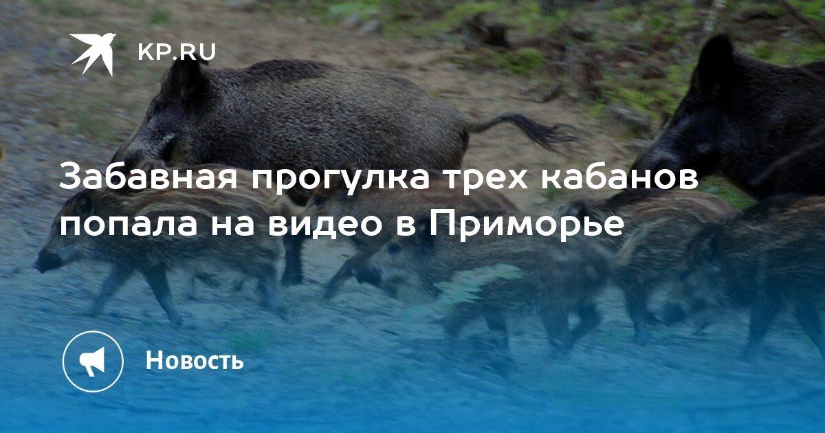 Кабаны как герои сказки. В Приморье трое диких кабанов попали в объектив фотоловушки