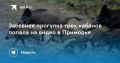 Кабаны как герои сказки. В Приморье трое диких кабанов попали в объектив фотоловушки