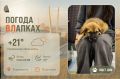 #ПогодаВЛапках. Переменная облачность