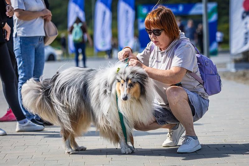 Более 2,5 тысячи человек и 1,3 тысячи питомцев собрал фестиваль «Собаки города_В» Более 2,5 тысячи человек и 1,3 тысячи питомцев собрал фестиваль «Собаки города_В»