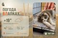 #ПогодаВЛапках. Переменная облачность. В прогнозе – Матрешка, тихая кошка для души и спокойных вечеров