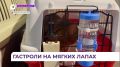 Петербургский зоотеатр отправился самолётом из Владивостока на камчатские гастроли
