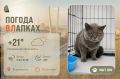 #ПогодаВЛапках. Переменная облачность. Плюша – серое облако нежности, которое снова верит людям