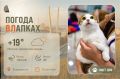 #ПогодаВЛапках. Облачно. Ника – ласковая собеседница, которая всё ещё верит людям