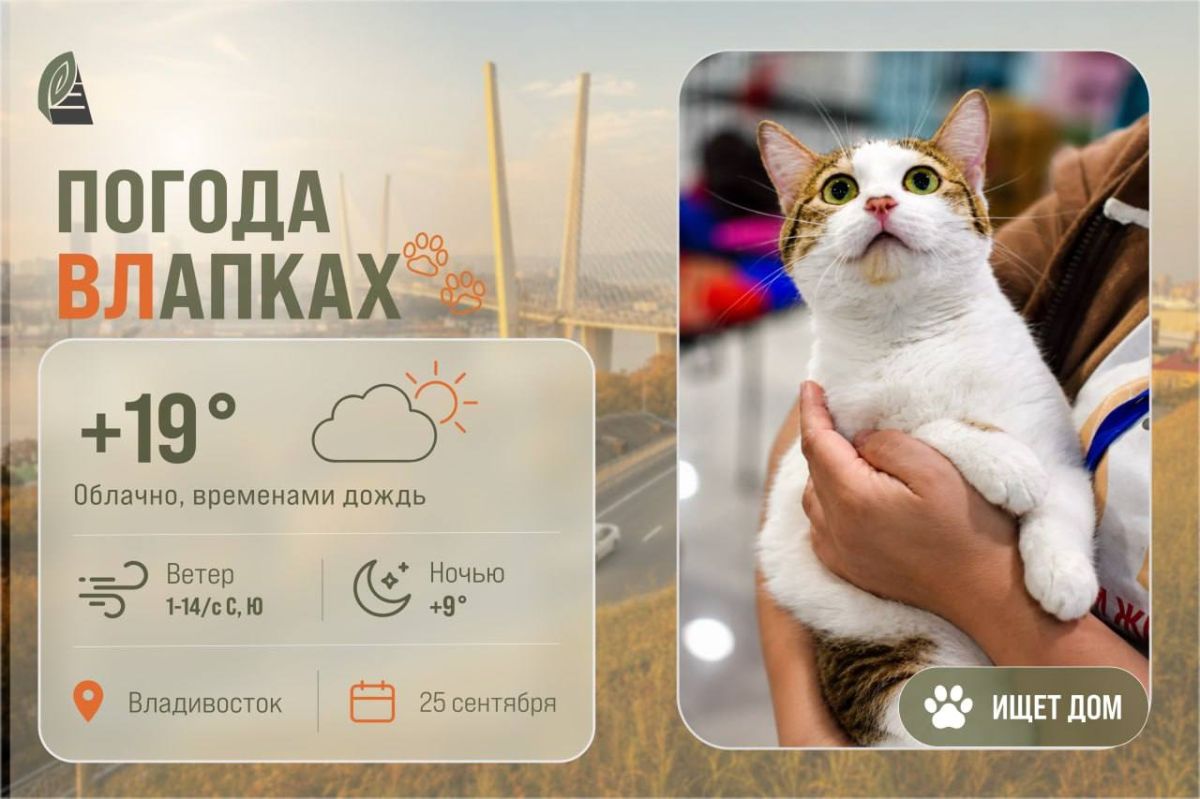 #ПогодаВЛапках. Облачно. Ника – ласковая собеседница, которая всё ещё верит людям