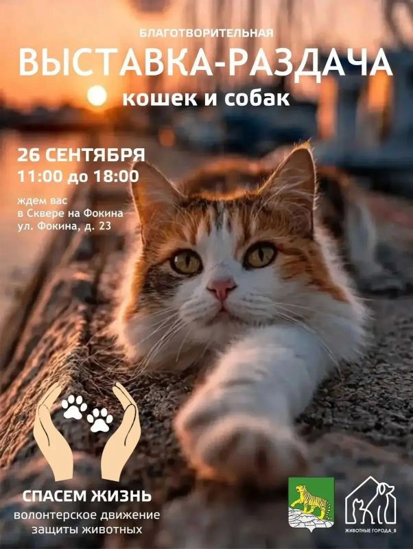Выставка-раздача кошек и собак пройдет во Владивостоке