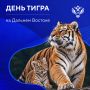 Сегодня Дальний Восток празднует День тигра!