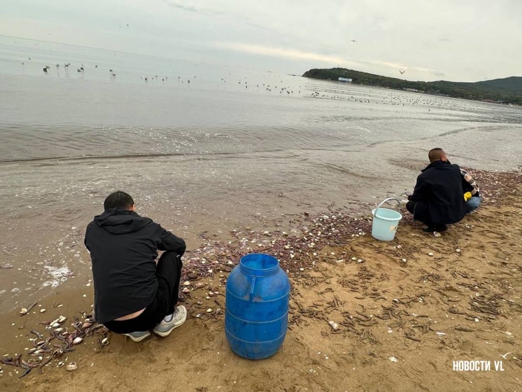 На берег Шаморы шторм выбросил огромное количество морского червя – его активно собирают китайцы На берег Шаморы шторм выбросил огромное количество морского червя – его активно собирают китайцы