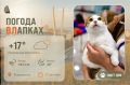 #ПогодаВЛапках. Переменная облачность