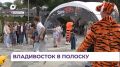 Владивосток окрасился в чёрно-оранжевые цвета в честь Дня тигра