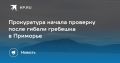 Прокуратура проверяет гибель гребешка в Приморье