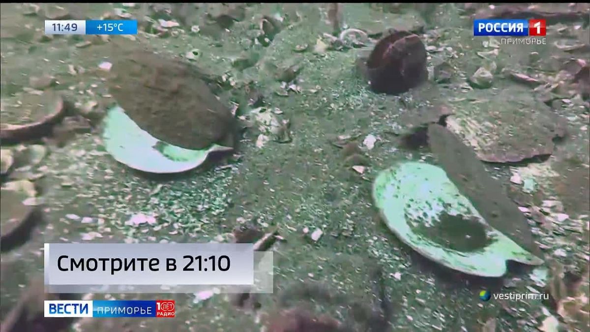 Дайверы Приморья сообщают о массовой гибели гребешка в заливе Петра Великого