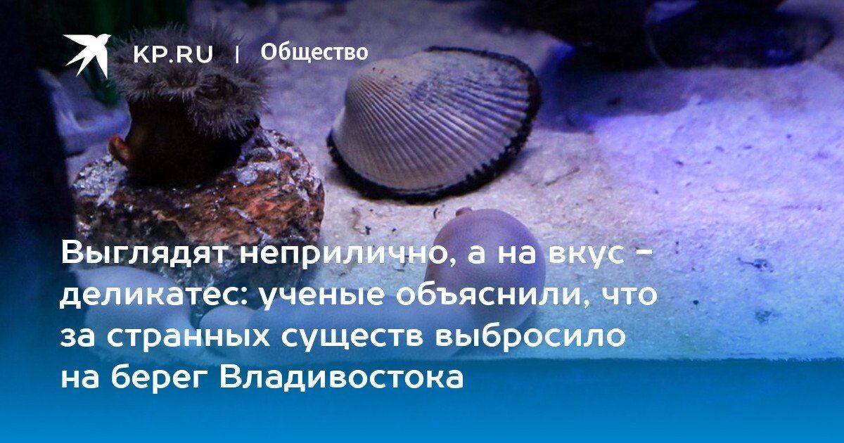 На Шаморе выбросило морских червей