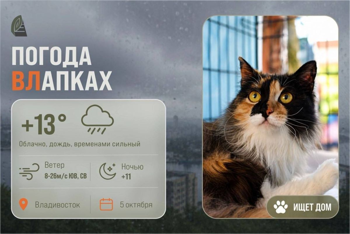 #ПогодаВЛапках. Облачно. В прогнозе – кошечка-компаньон Анжелика