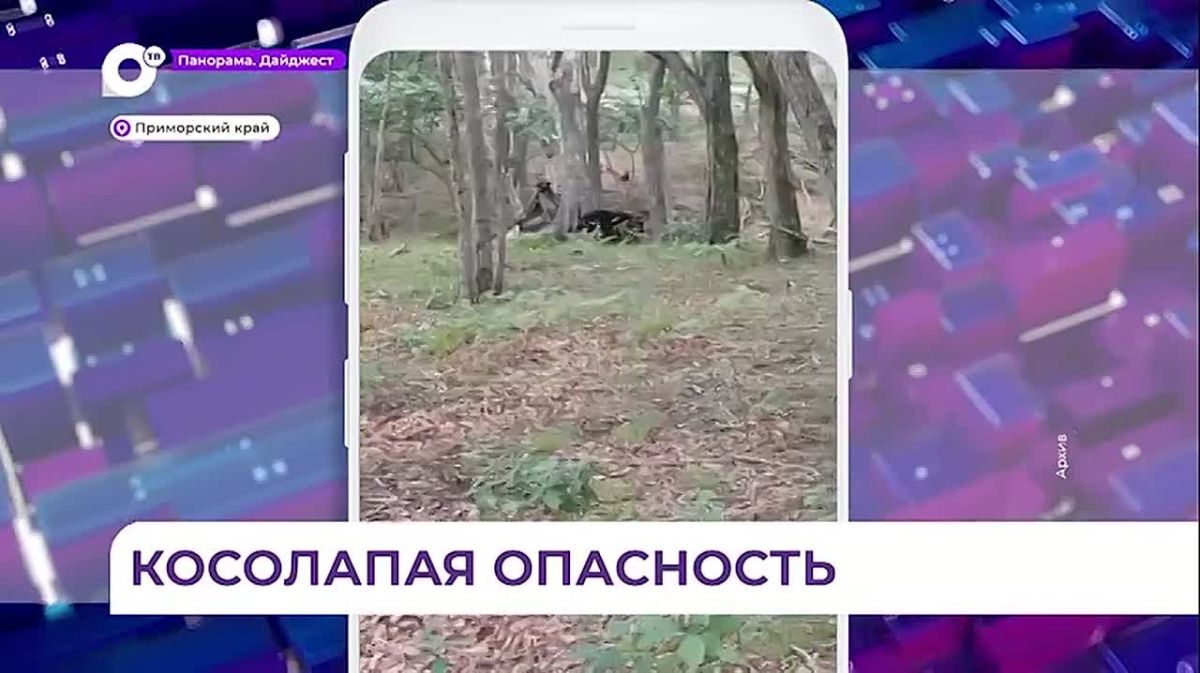 Приморцев призывают соблюдать правила безопасности при встрече с медведями