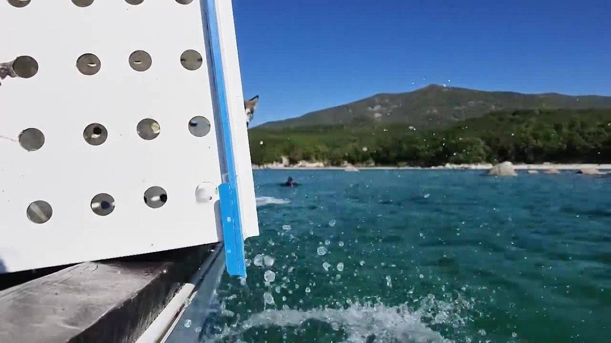 Раненого тюленя-ларгу выпустили в море после лечения