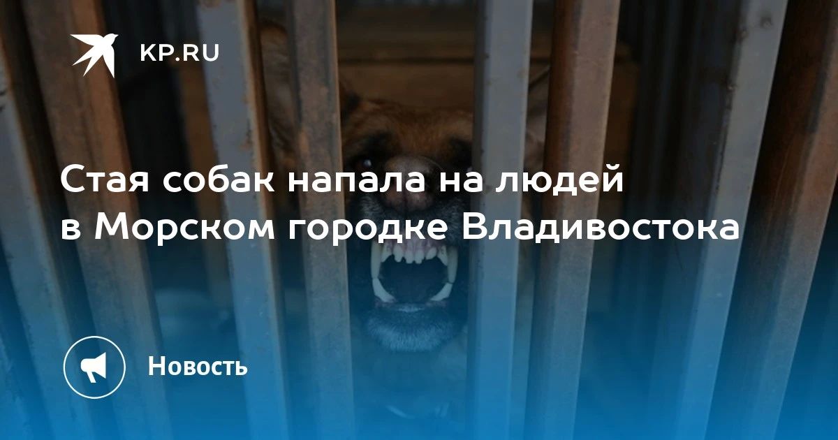 Стая собак напала на прохожих в Морском городке Владивостока