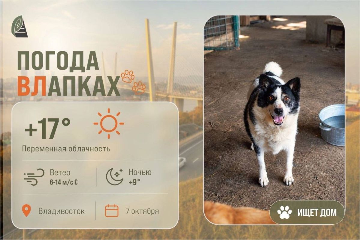 #ПогодаВЛапках. Переменная облачность