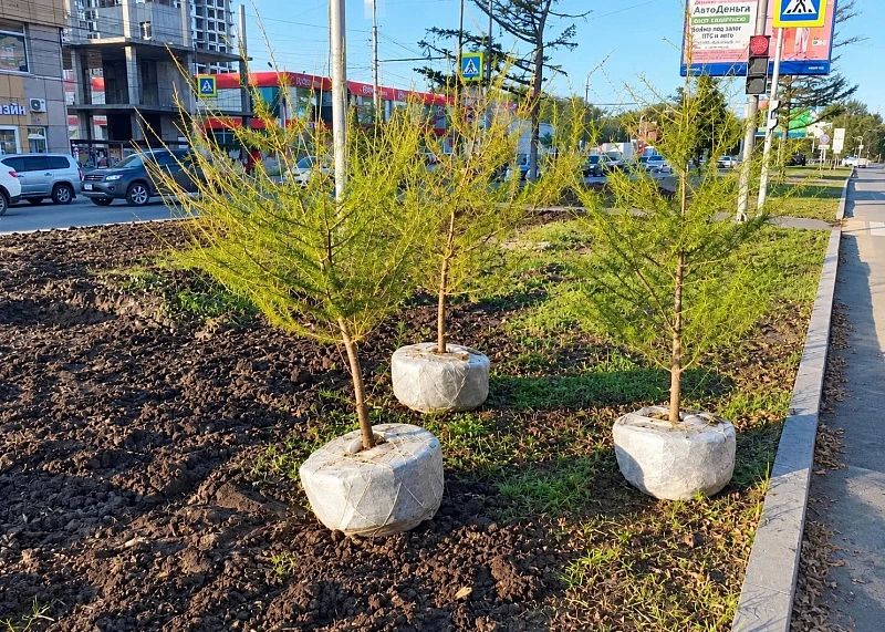 Во Владивостоке начали озеленять благоустроенную в этом году аллею на улице Ивановской — вдоль домов № 3–19