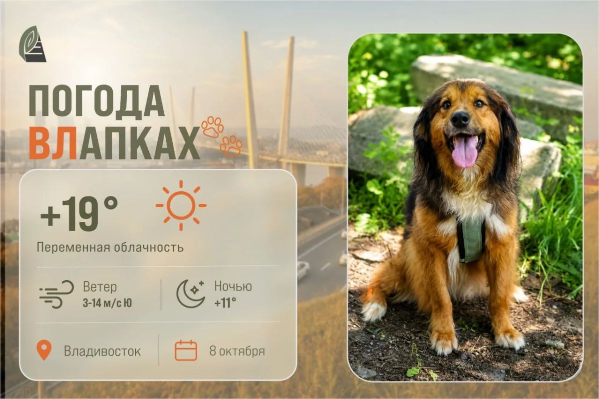 #ПогодаВЛапках. Переменная облачность. В прогнозе Люся: собака, которая очень хочет снова стать домашней!