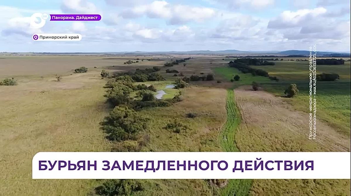 В Лесозаводском округе предпринимателю грозит крупный штраф за заросли на участке