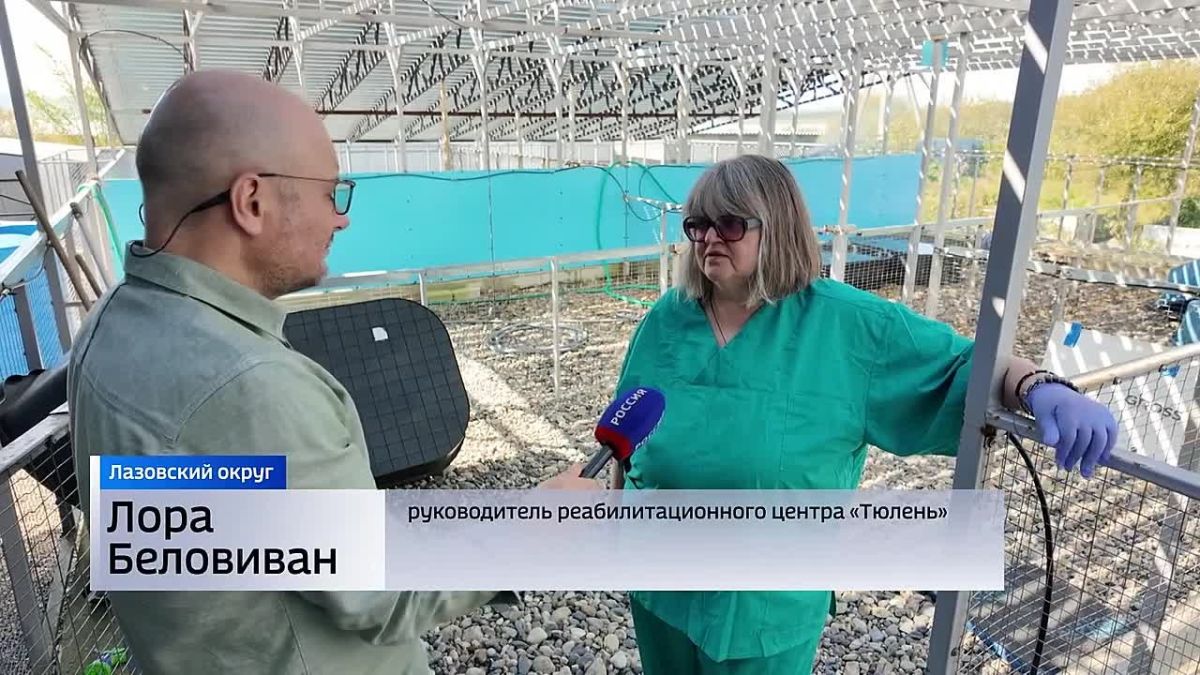 Тюленя, попавшего под винты катера в Приморье, после реабилитации выпустили в море