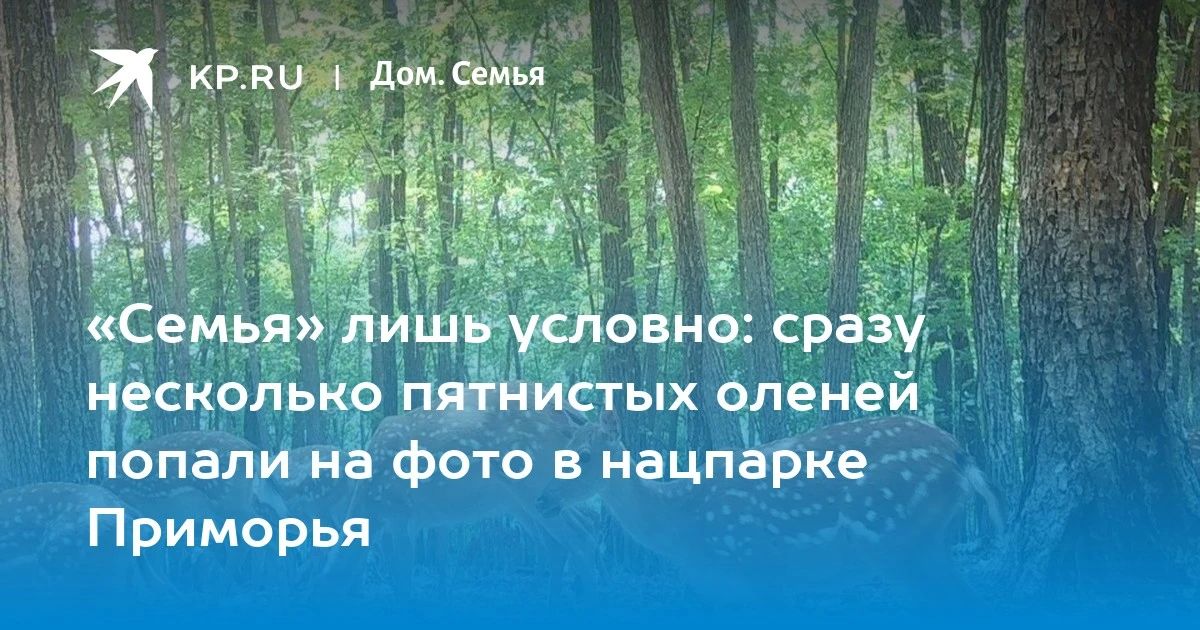 «Семья» лишь условно: сразу несколько пятнистых оленей попали на фото в нацпарке Приморья