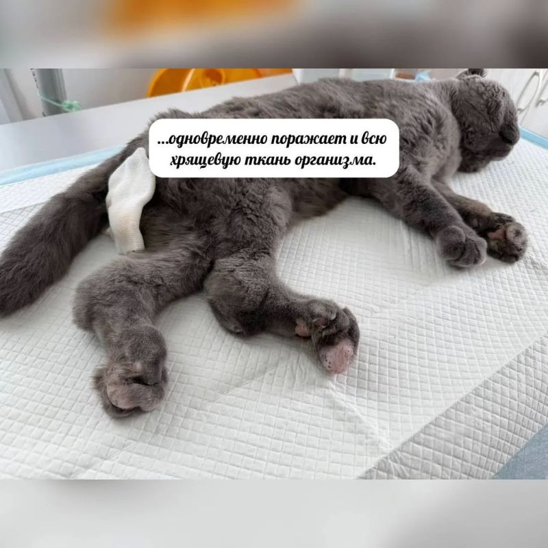 Продолжаем рубрику #Особенные_животные Продолжаем рубрику #Особенные_животные