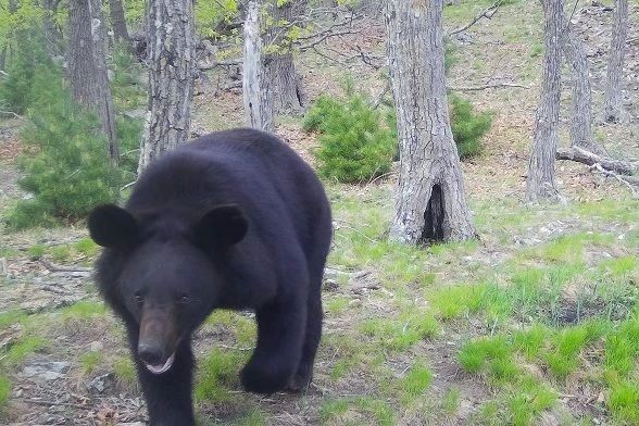 Обстановка с медведями в Приморье остаётся стабильной
