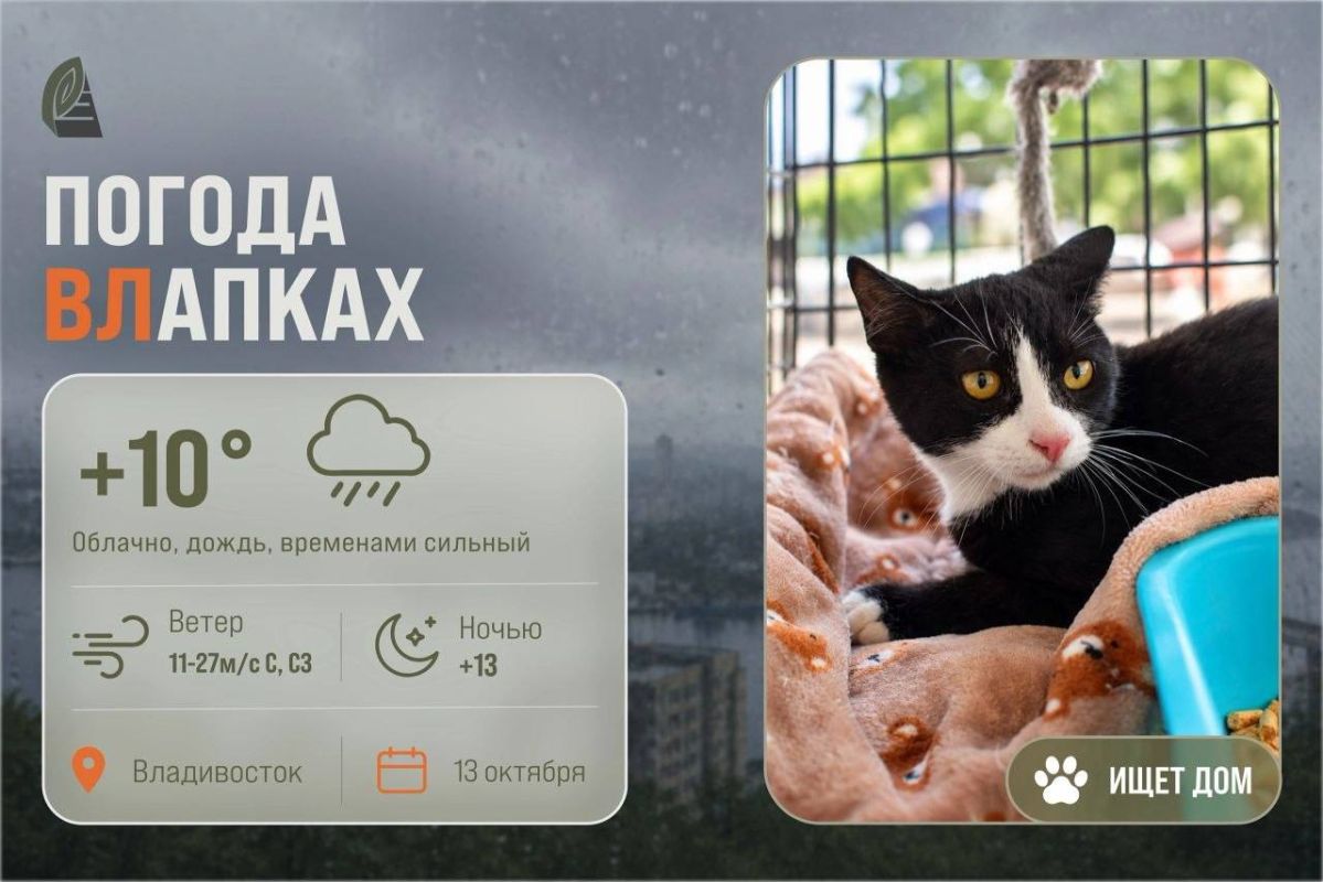 #ПогодаВЛапках. Облачно, дождь