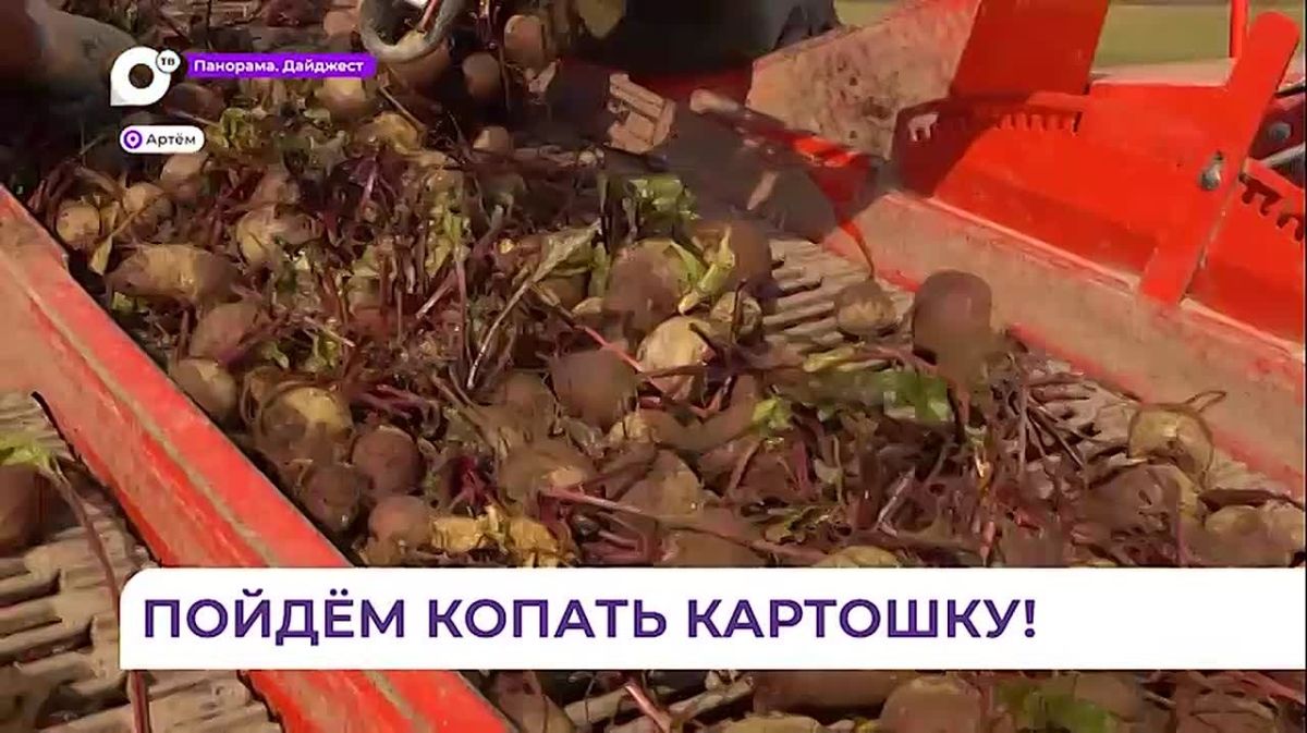 На полях кооператива в Артёме собирают 30 тонн картофеля в день