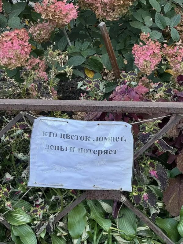 Садоводы одного из домов на улице Нахимова во Владивостоке установили "заговор" для вандалов: "Кто цветок ломает, деньги потеряет" Судя по сохранности веток, так послания работают эффективнее...