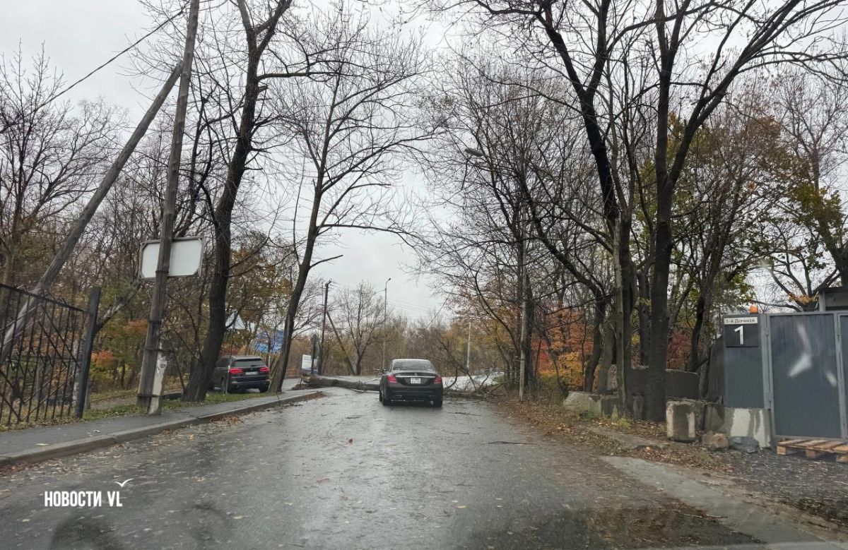 На Седанке рухнуло дерево и перекрыло выезд с улицы Черноморской на пригородную трассу