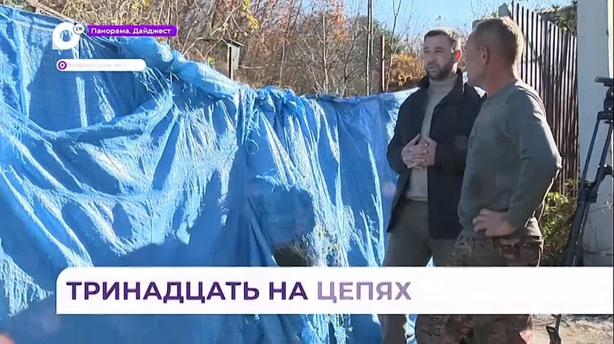 В Надеждинском округе специалисты решат судьбу брошенных собак