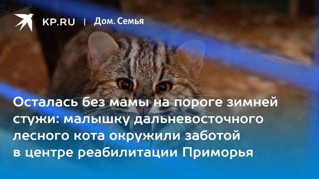В Приморье заботятся о крошечной самке дальневосточного лесного кота, которая осталась без мамы
