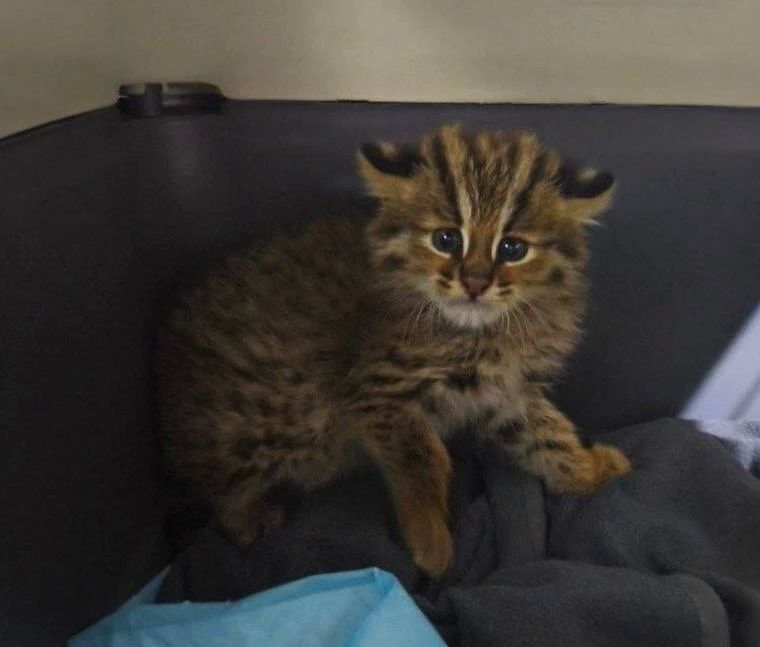 В Приморье выхаживают крошечную лесную кошку из позднего выводка