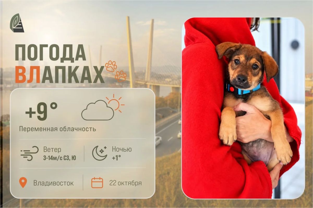 #ПогодаВЛапках. Переменная облачность. В прогнозе – щенок Рубик, которому всего 2,5 месяца, но он уже узнал, что такое человеческая жестокость