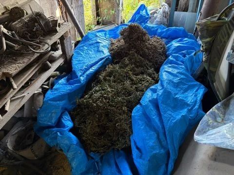 В Приморье у жителя Черниговского округа полиция изъяла 49 кг марихуаны и полкило гашишного масла В Приморье у жителя Черниговского округа полиция изъяла 49 кг марихуаны и полкило гашишного масла