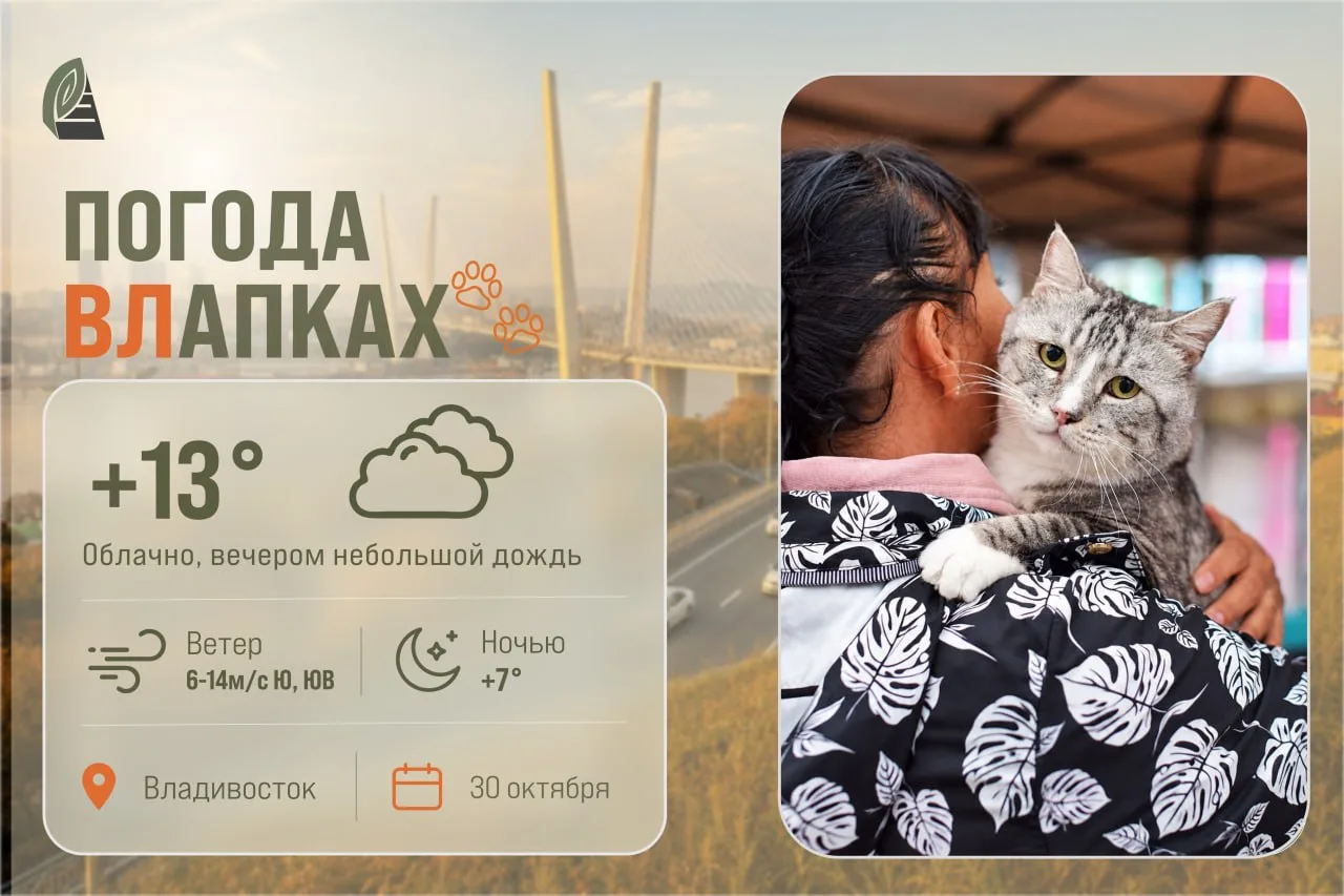 #ПогодаВЛапках. Облачно. Роскошный великан Манул (Моня) мечтает о Доме! Моня – невероятно умный, крупный и статный красавец в возрасте около 3 лет